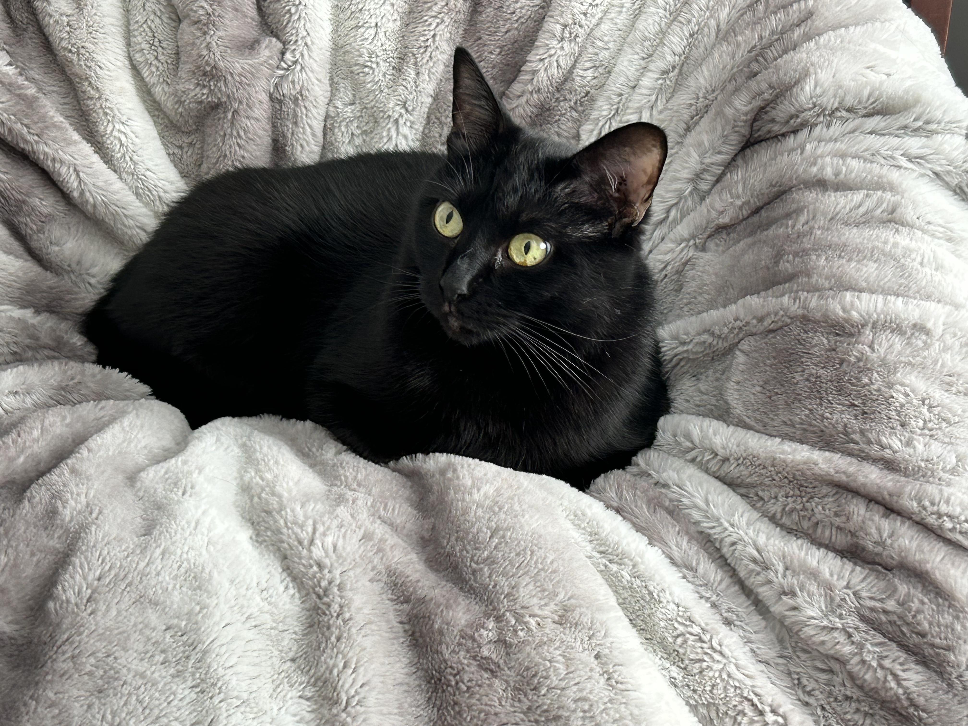 Emmy, a Adoptable Domestic Short Hair in New Britain, CT image 3/5