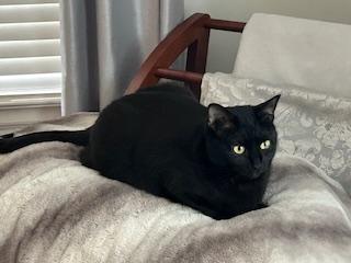 Emmy, a Adoptable Domestic Short Hair in New Britain, CT image 4/5