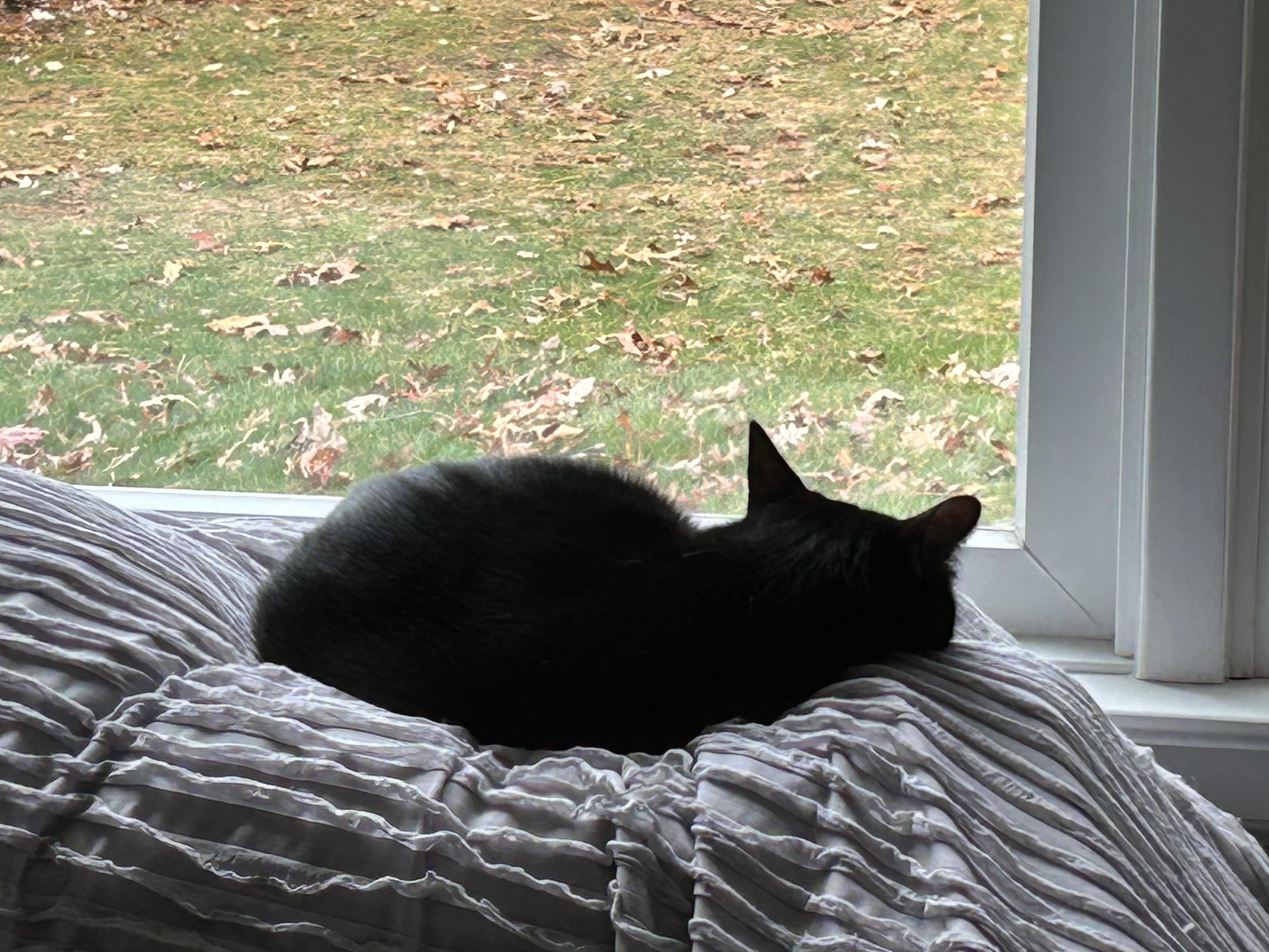 Emmy, a Adoptable Domestic Short Hair in New Britain, CT image 5/5