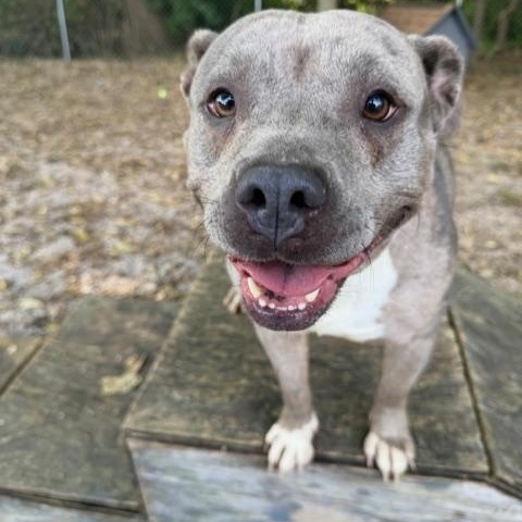 Dakota, adoptable, Young Female American Bully.