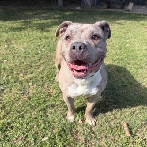 Enlarge Dakota, an adoptable American Bully in Shelbyville, IN image 2/3