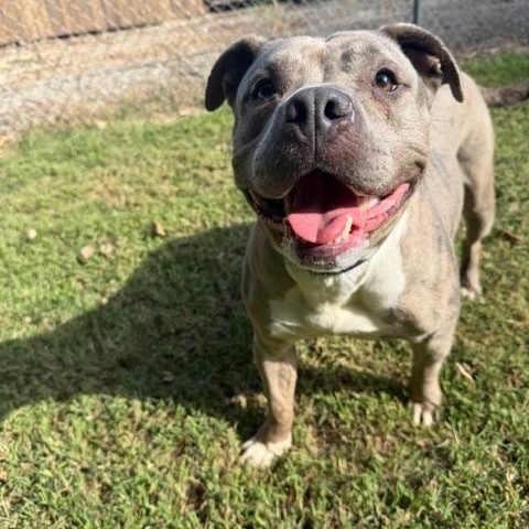 Enlarge Dakota, an adoptable American Bully in Shelbyville, IN image 3/3