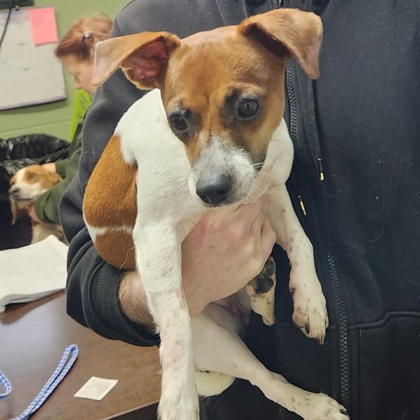 Cher, Adoptable, Adult Female Parson Russell Terrier.