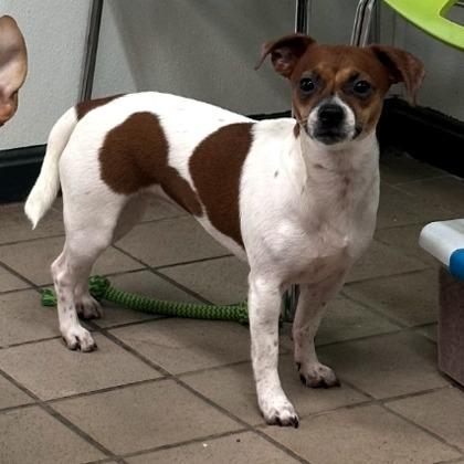 Enlarge Cher, a Adoptable mixed breed in Erie, PA image 2/2