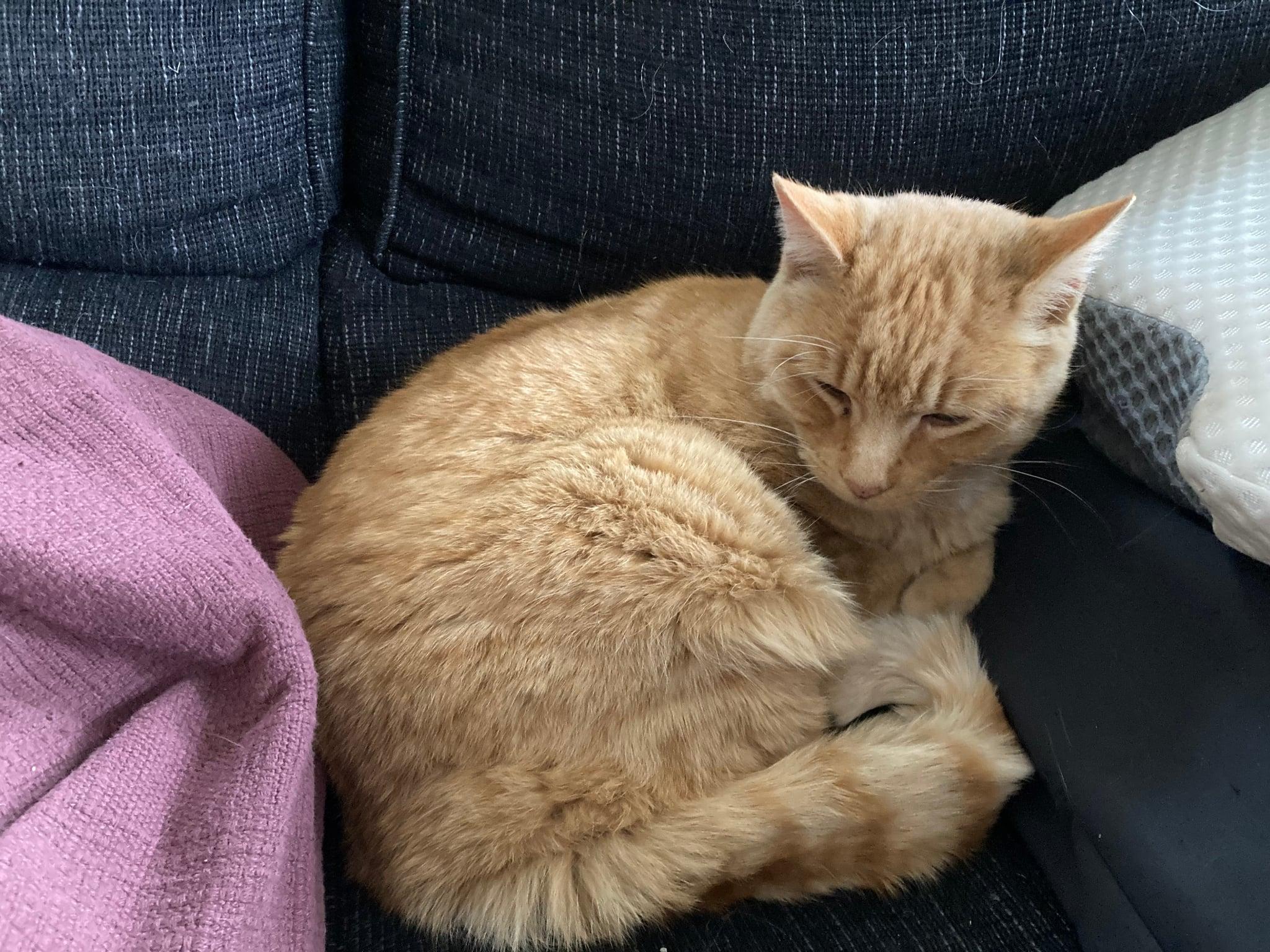 Devon, adopted, Adult Male Domestic Short Hair.