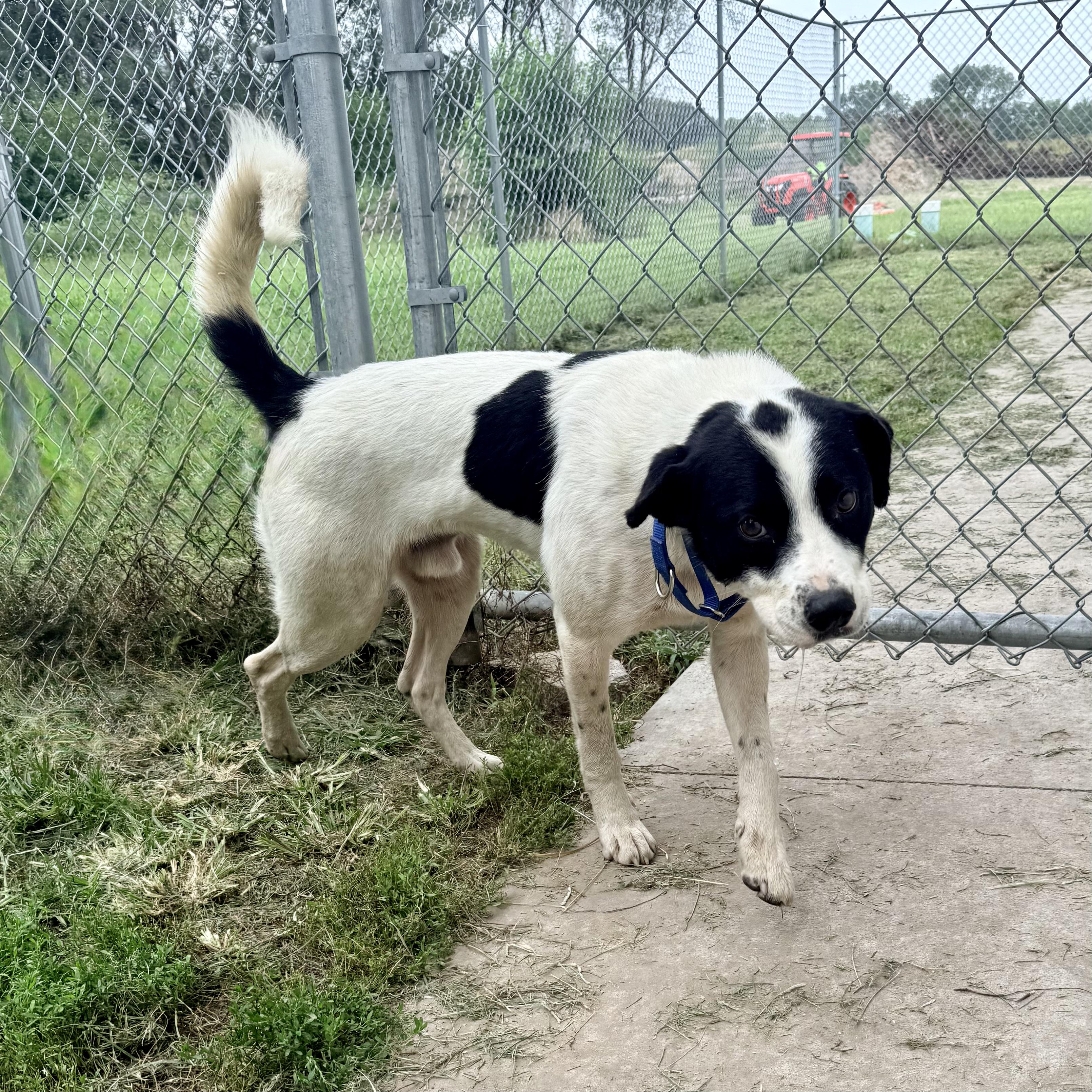 Bandit, adopted, Young Male Border Collie & English Pointer.