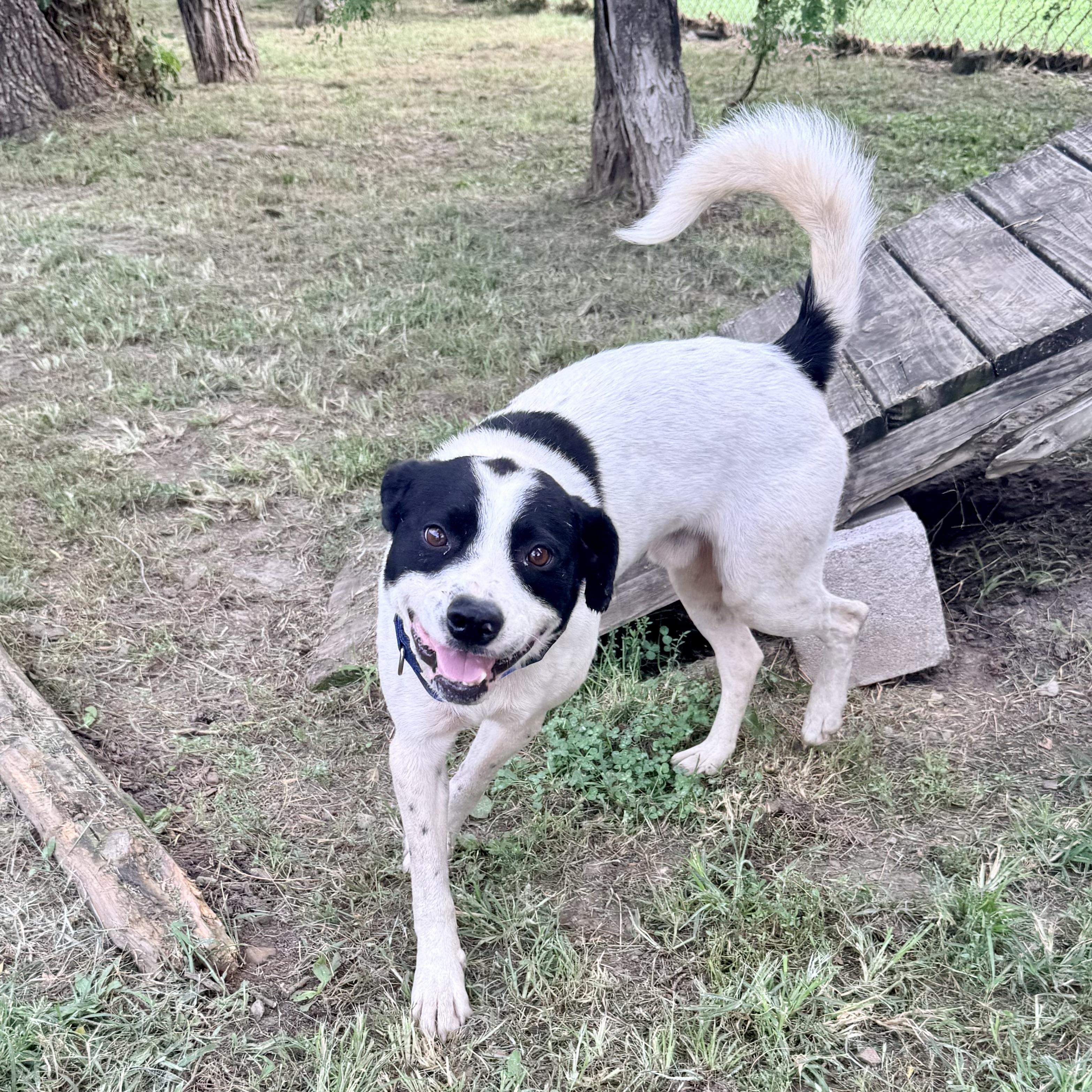 Bandit, an adopted mixed breed in Albany, MO image 3/5