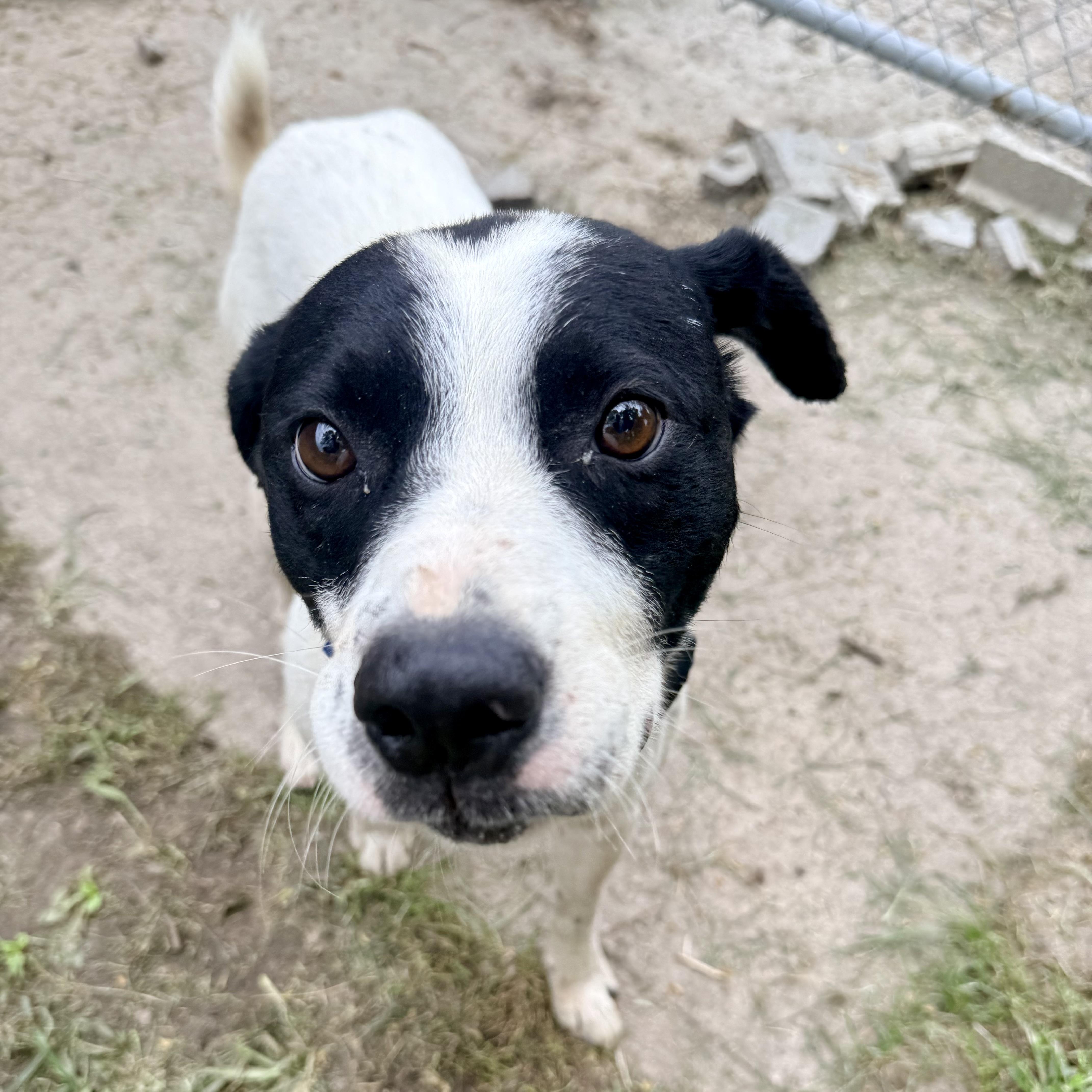 Bandit, an adopted mixed breed in Albany, MO image 2/5