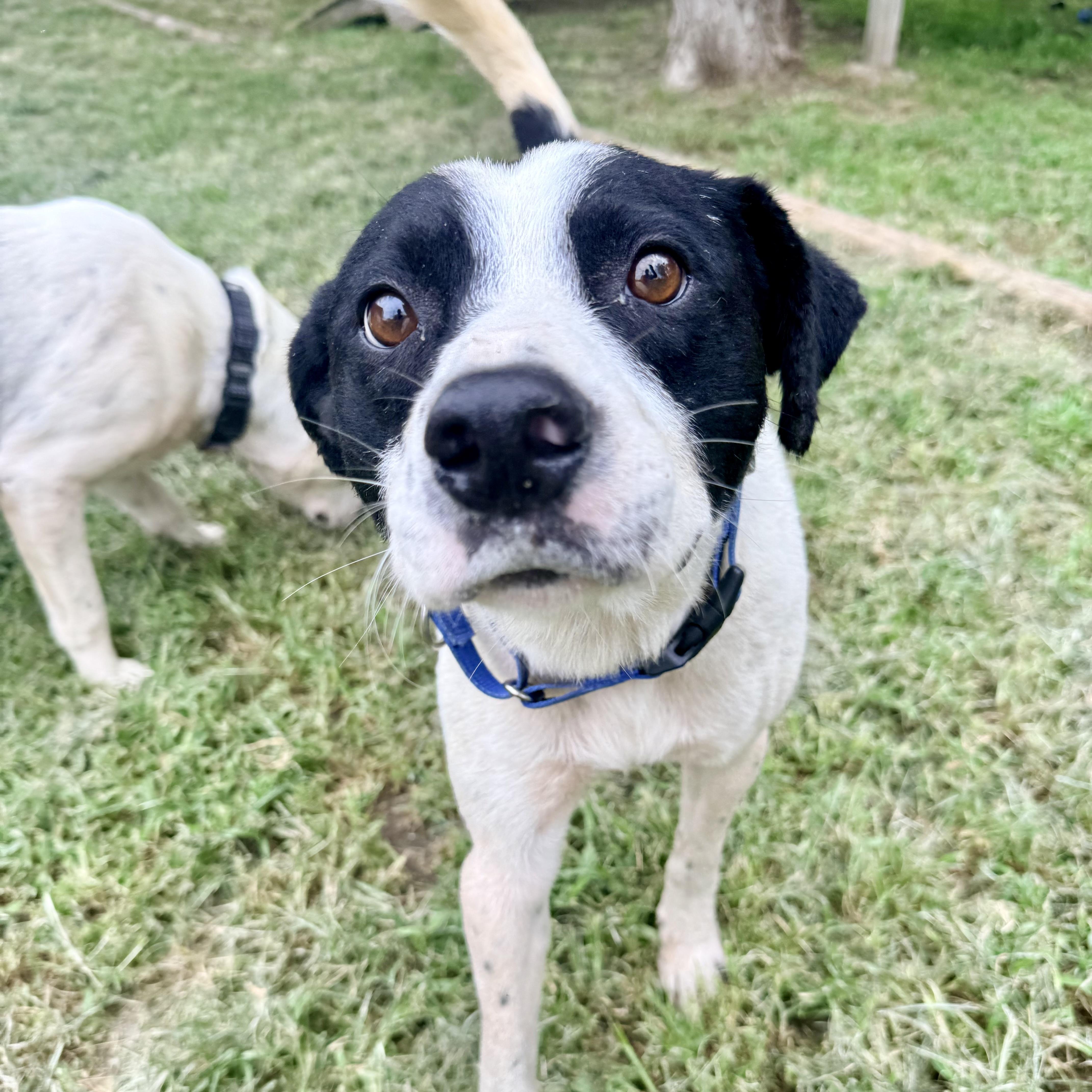 Bandit, an adopted mixed breed in Albany, MO image 4/5