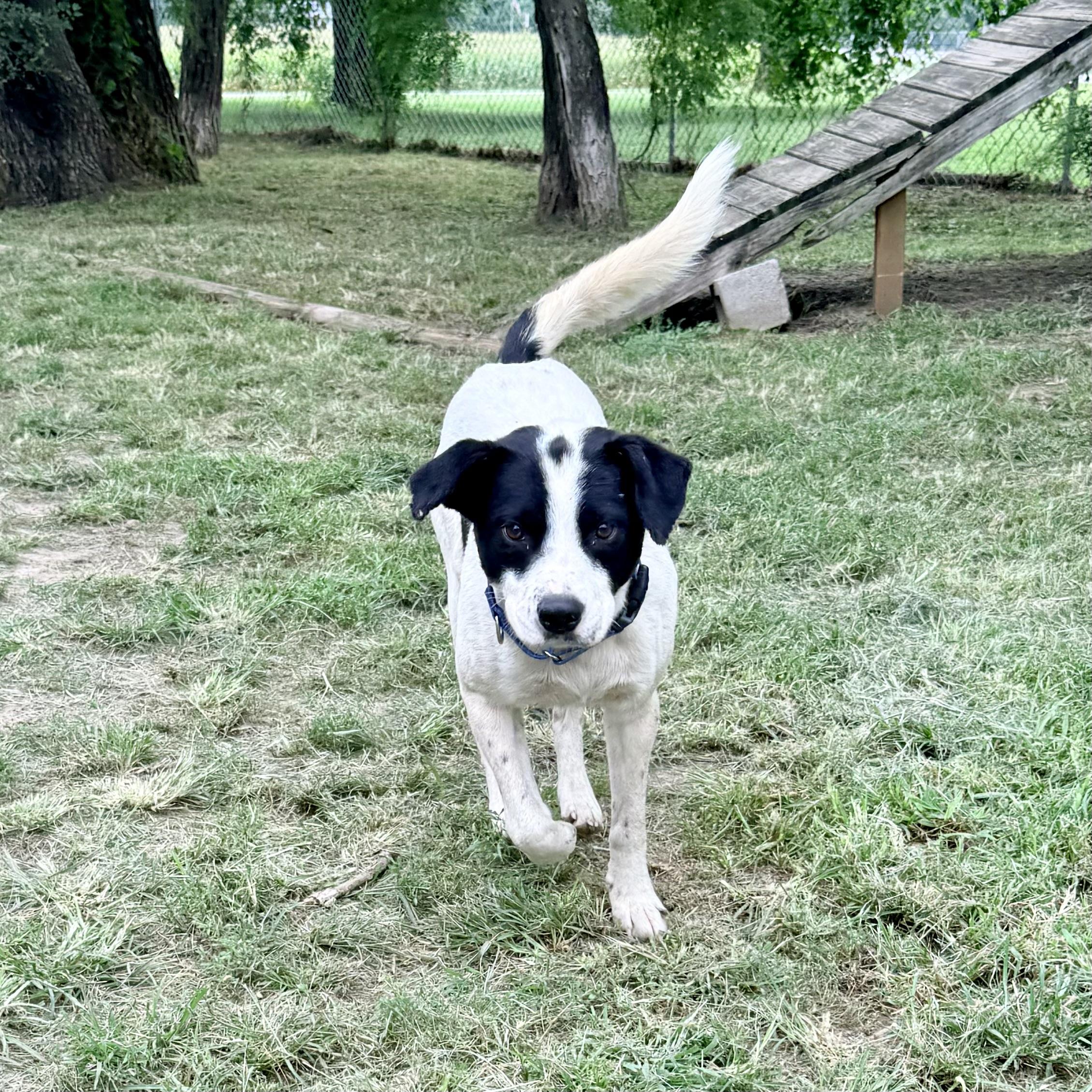 Bandit, an adopted mixed breed in Albany, MO image 5/5