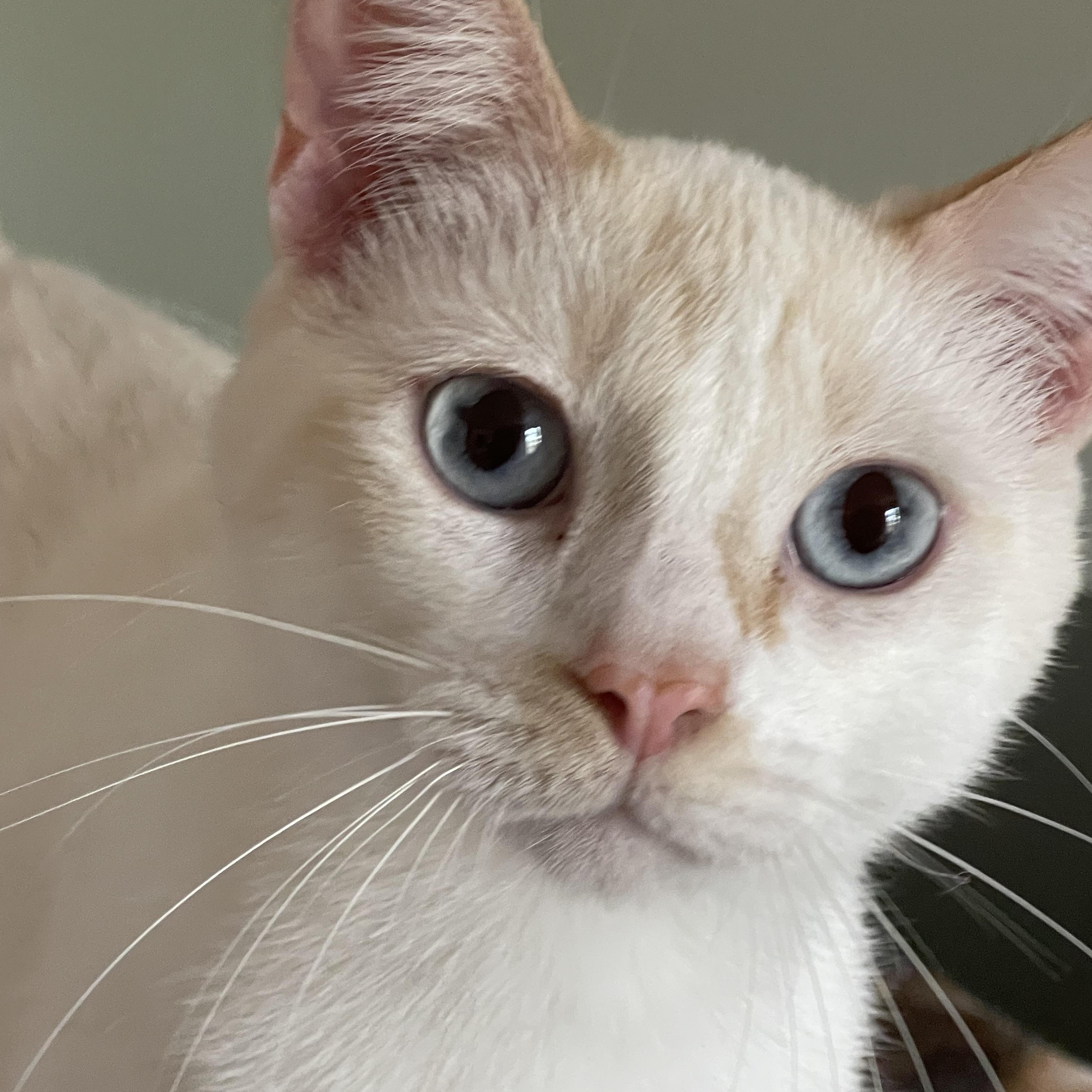 Sweet Pea, an adoptable Siamese in san antonio, TX image 3/3