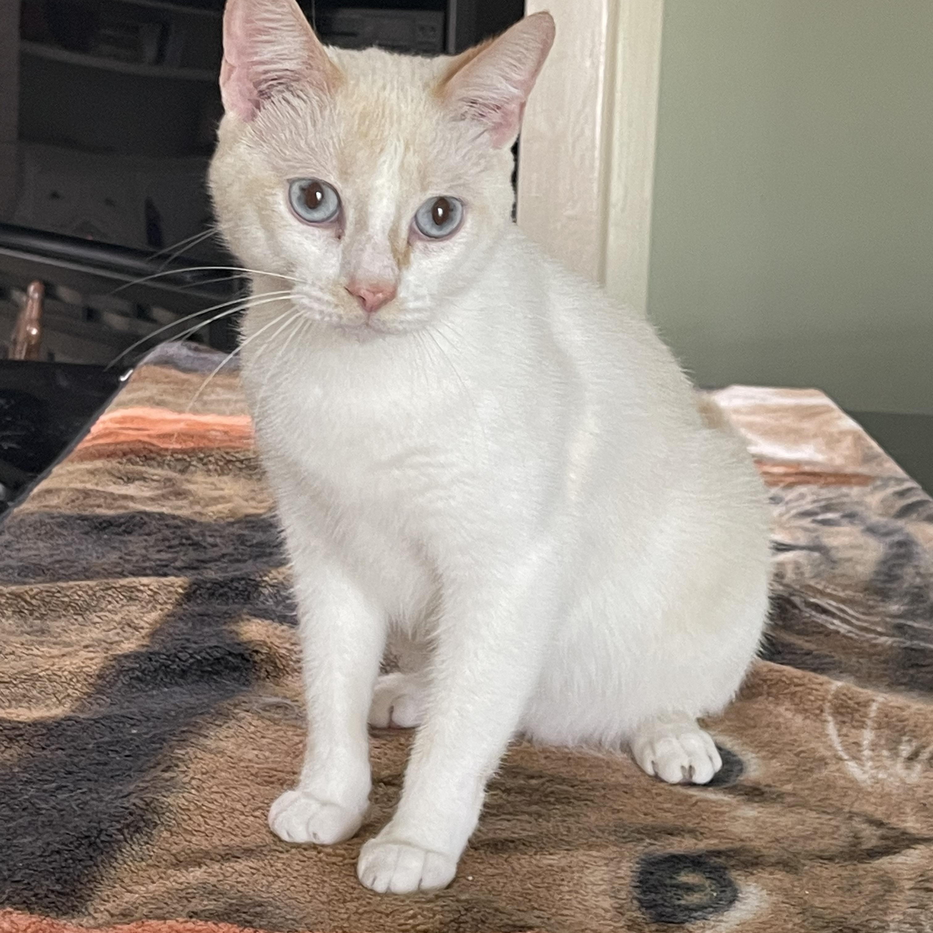 Sweet Pea, an adoptable Siamese in san antonio, TX image 2/3