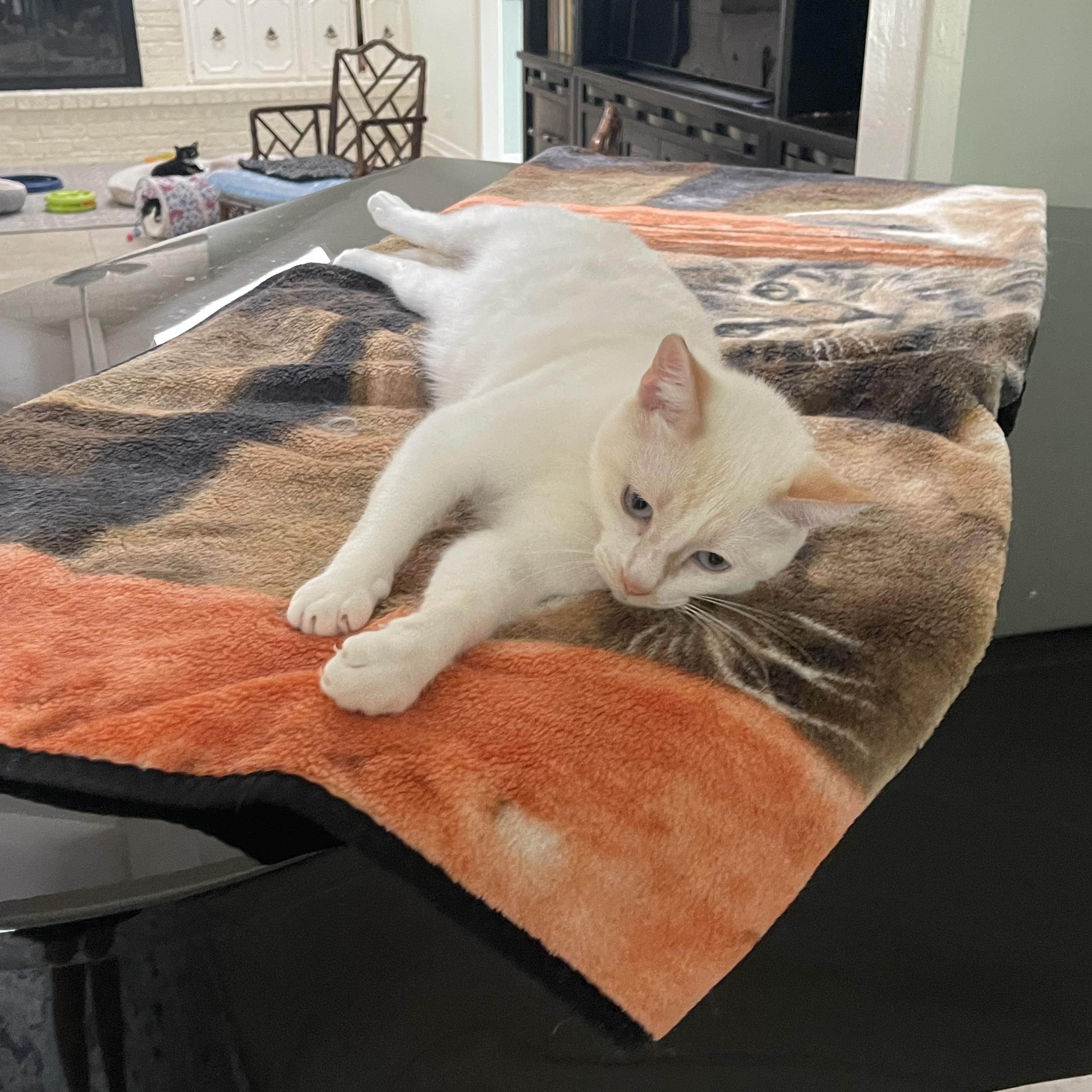 Sweet Pea, an adoptable Siamese in san antonio, TX image 1/3