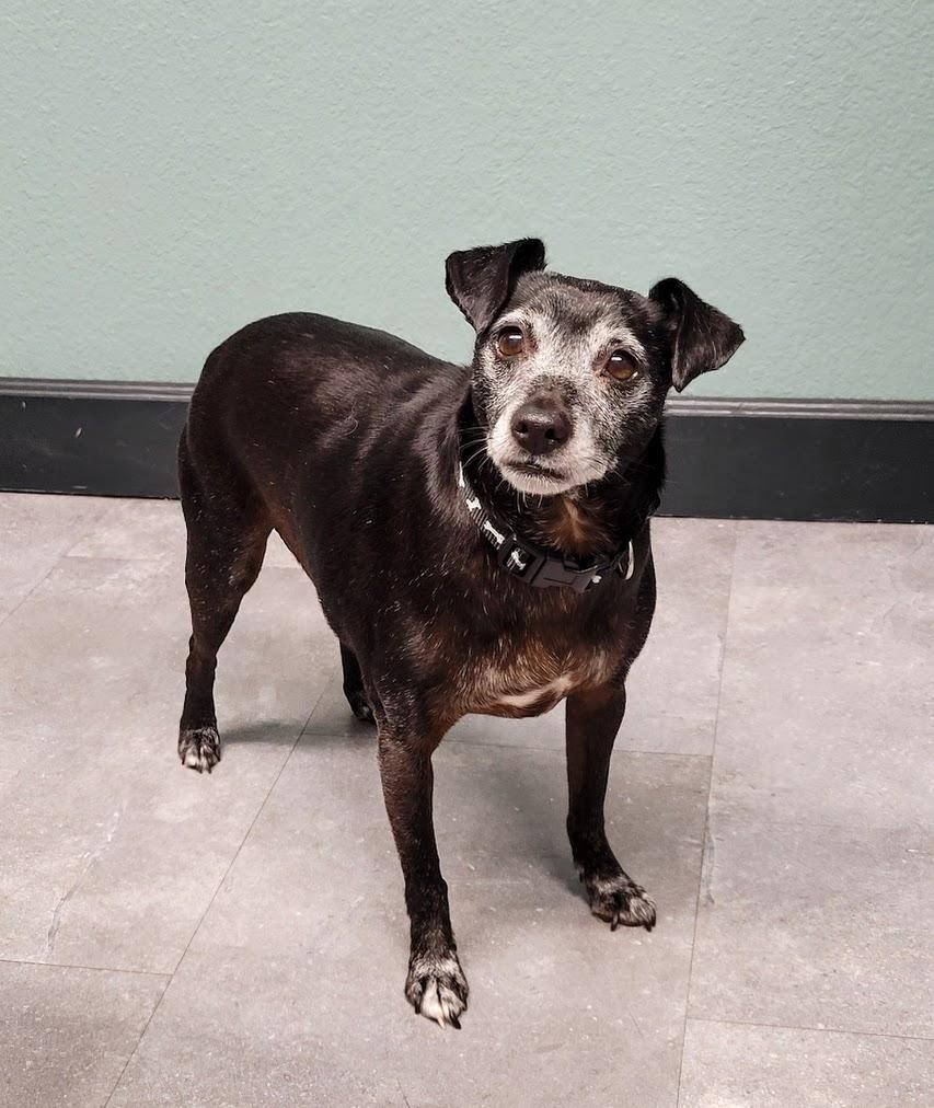 Ivy, Adoptable, Adult Female Miniature Pinscher & Chihuahua.