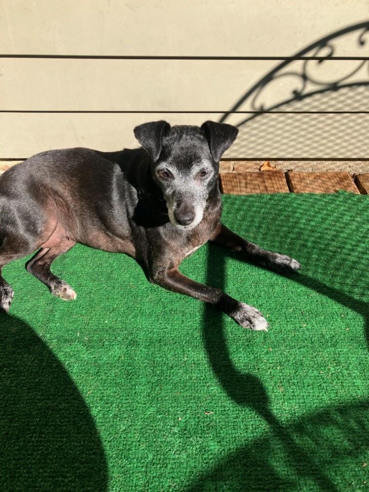 Enlarge Ivy, a Adoptable mixed breed in Lisbon, OH image 2/5