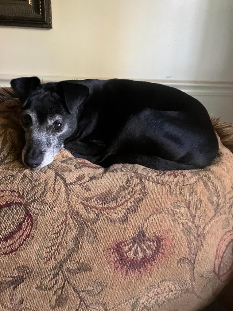 Enlarge Ivy, a Adoptable mixed breed in Lisbon, OH image 3/5