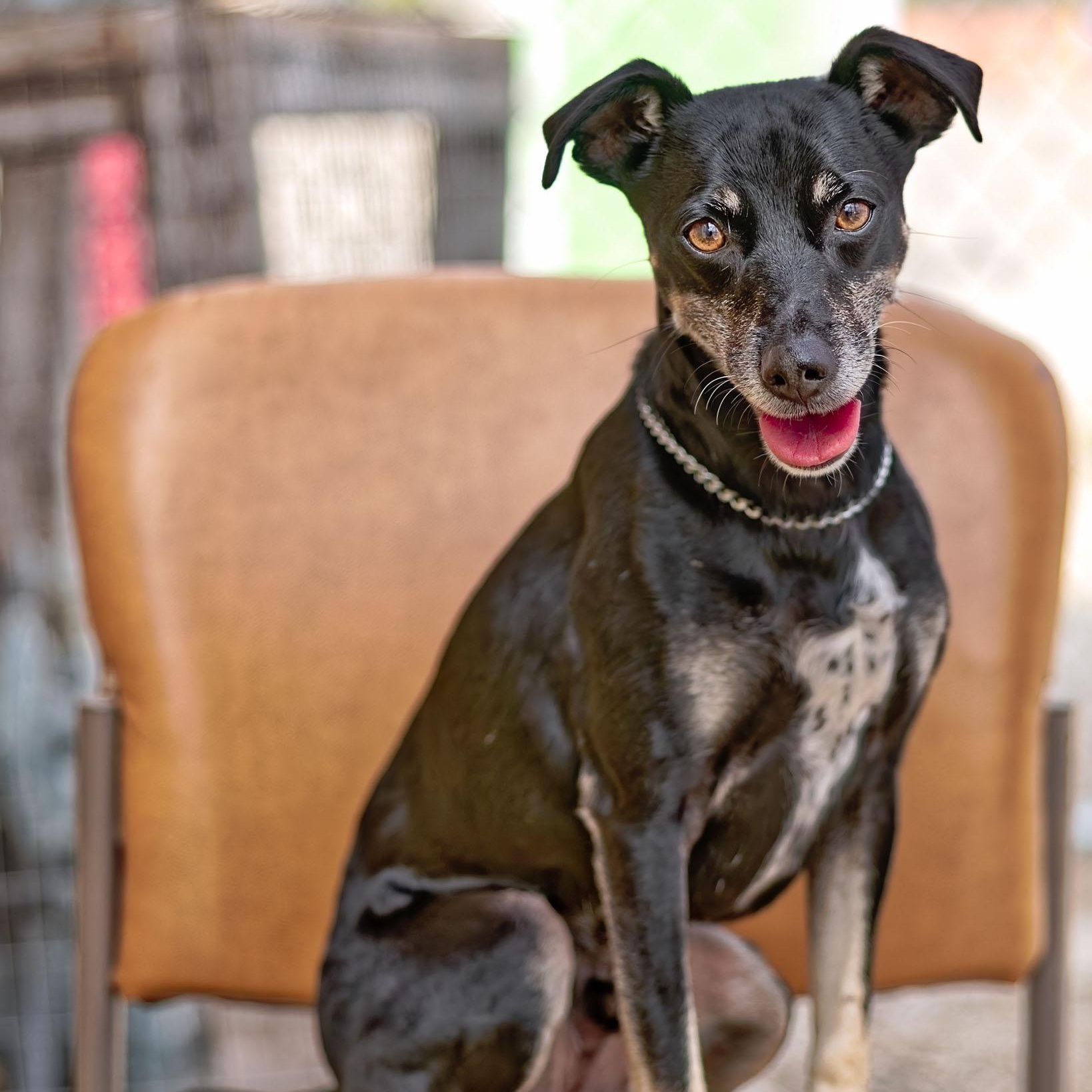 Shady, Adoptable, Adult Male Terrier.