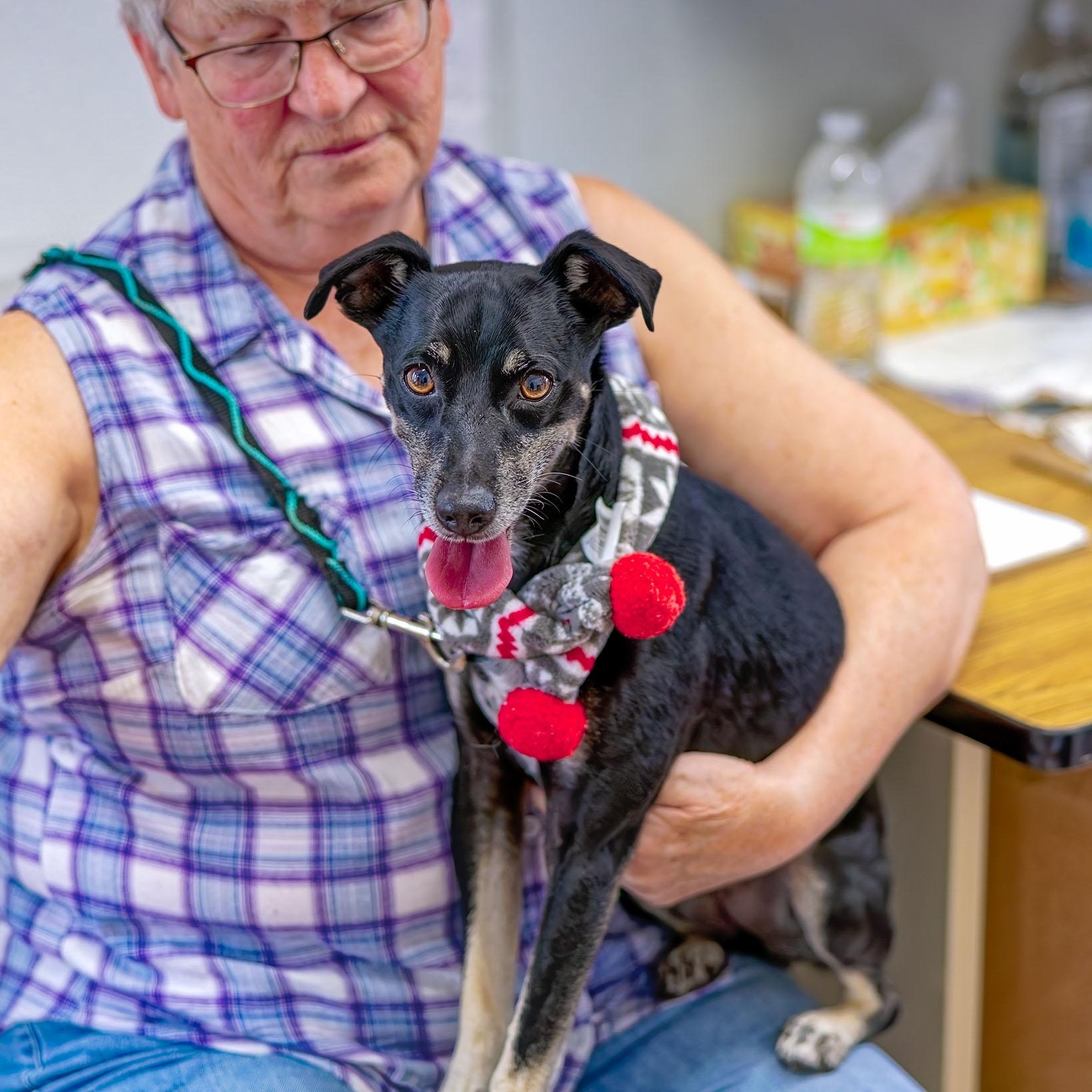 Shady, a Adoptable mixed breed in Clarinda, IA image 2/5