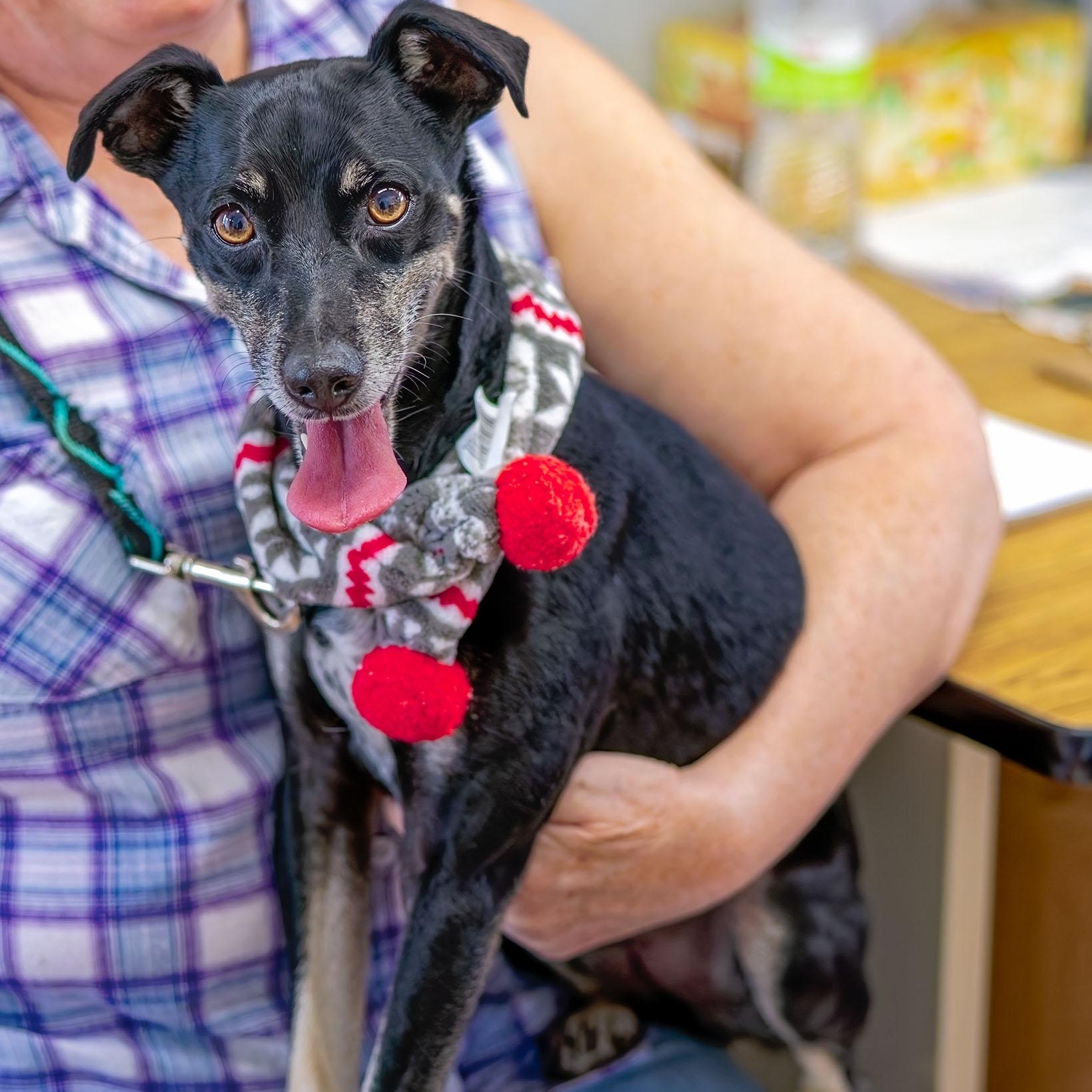 Shady, a Adoptable mixed breed in Clarinda, IA image 3/5