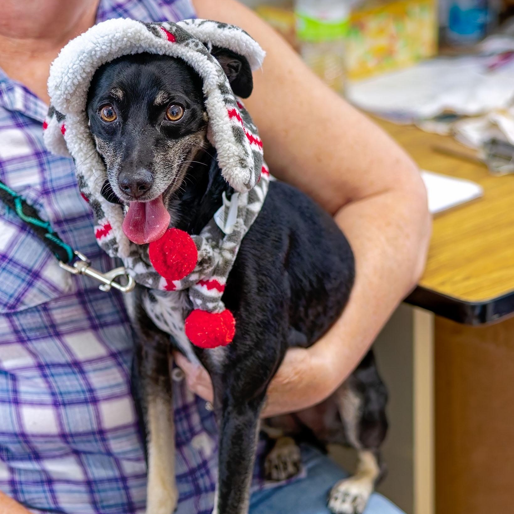 Shady, a Adoptable mixed breed in Clarinda, IA image 4/5