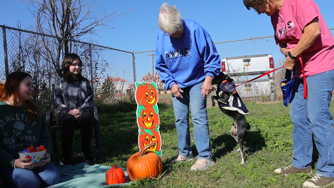 Enlarge Shady, a Adoptable mixed breed in Clarinda, IA video 5/5