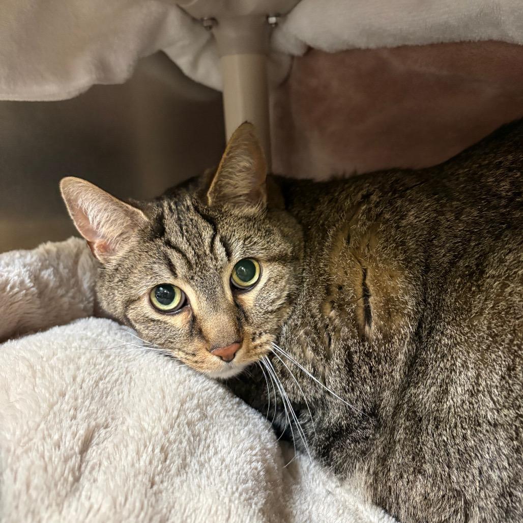 Lil Bit, Adoptable, Senior Male Domestic Short Hair.