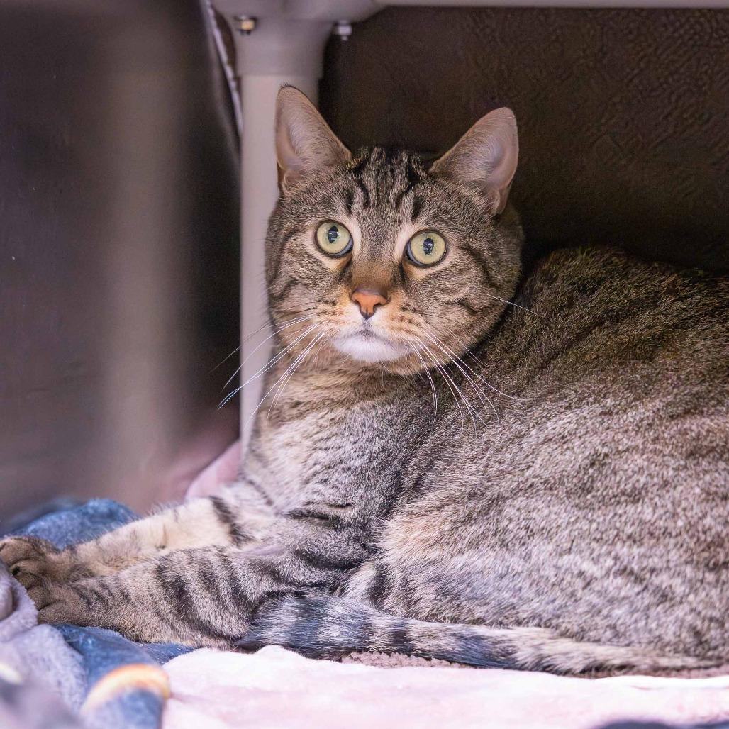 Enlarge Lil Bit, a Adoptable mixed breed in Mentor, OH image 2/3