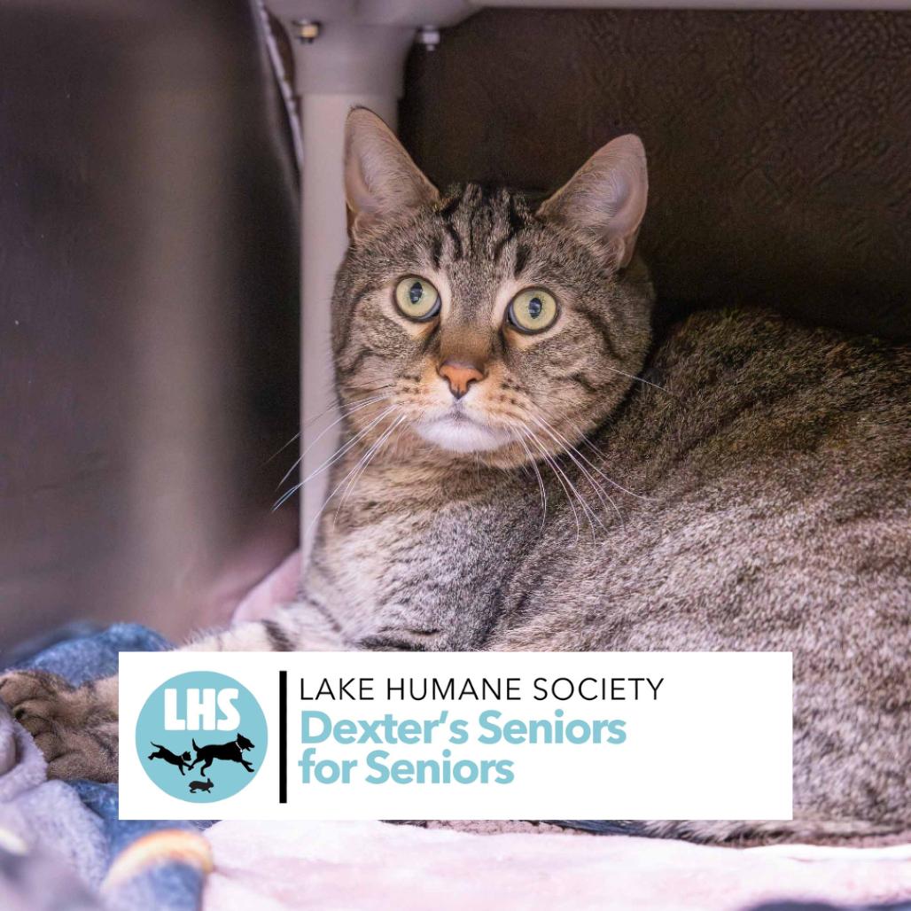 Enlarge Lil Bit, a Adoptable mixed breed in Mentor, OH image 3/3