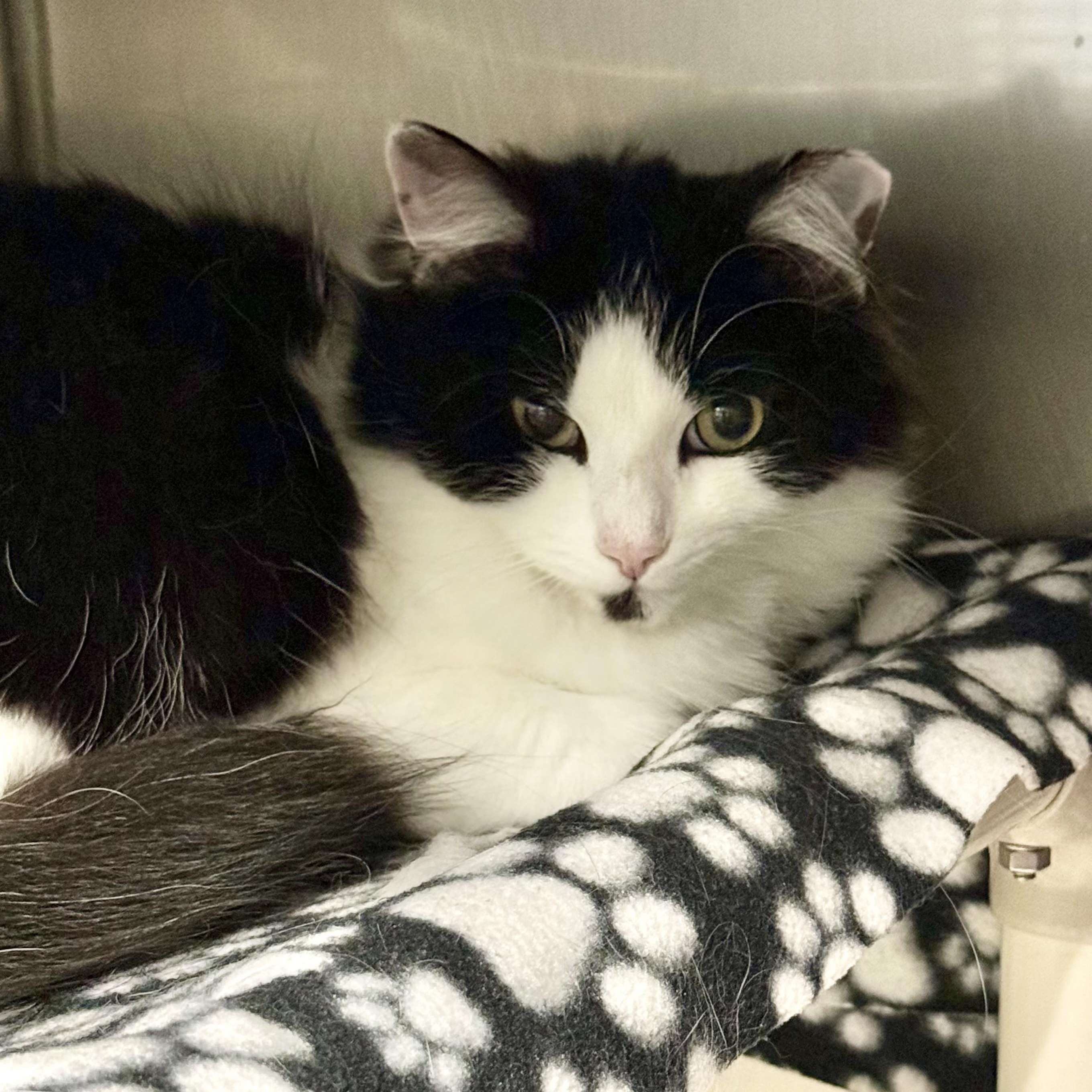 Princess, a ADOPTABLE Domestic Long Hair in Exeter, RI image 1/2