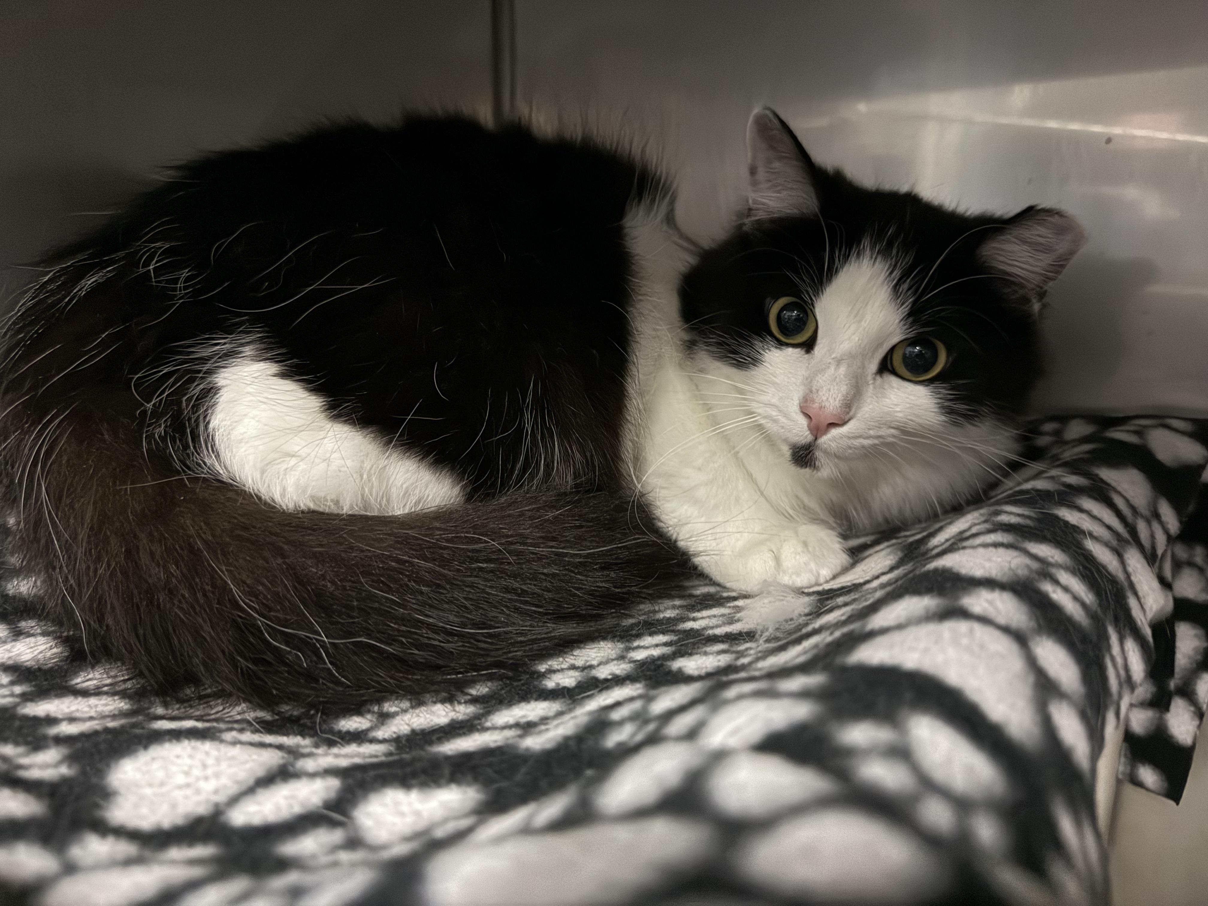 Princess, a ADOPTABLE Domestic Long Hair in Exeter, RI image 2/2