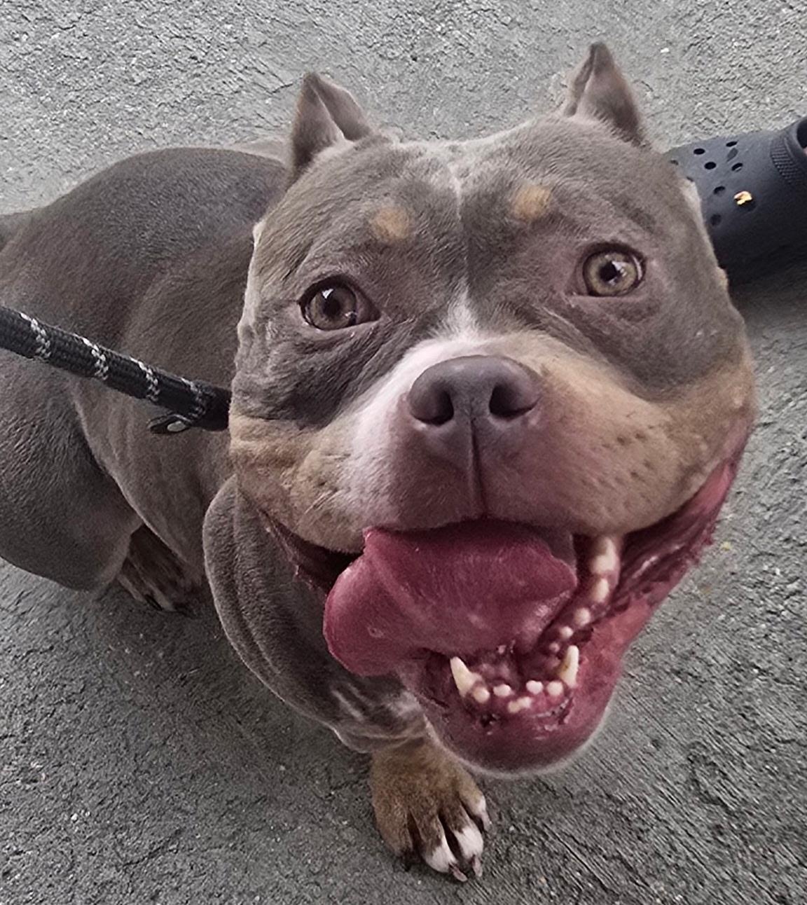Fig, a ADOPTABLE American Bully in Ashland, VA image 4/4