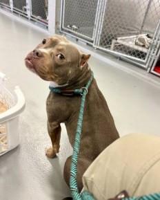 Fig, a ADOPTABLE American Bully in Ashland, VA image 2/4