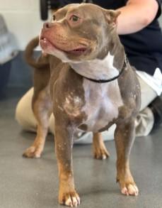 Fig, a ADOPTABLE American Bully in Ashland, VA image 3/4
