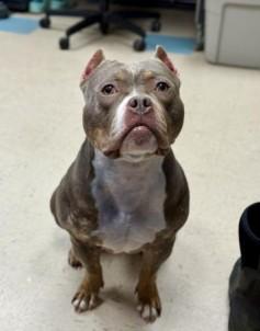 Fig, a ADOPTABLE American Bully in Ashland, VA image 1/4