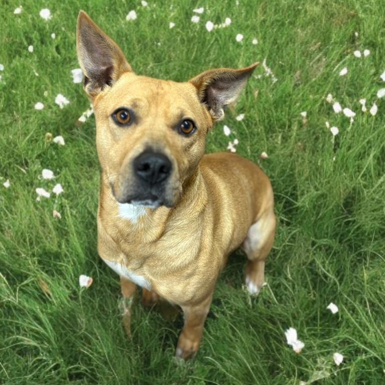 Virgil (Otis), Adoptable, Adult Male Pit Bull Terrier.