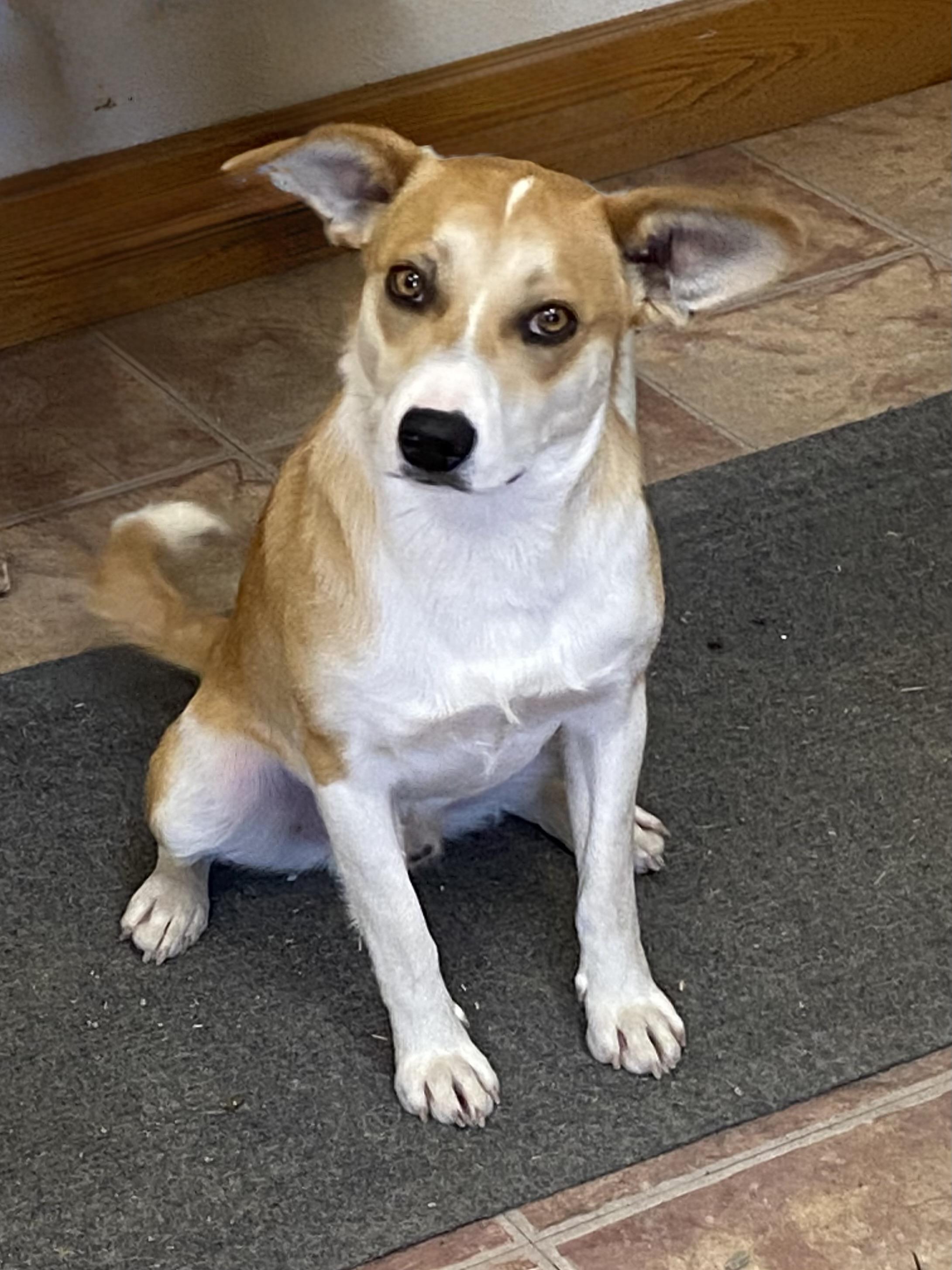 Finley, an adoptable Mixed Breed in Choteau, MT, 59422 | Photo Image 1