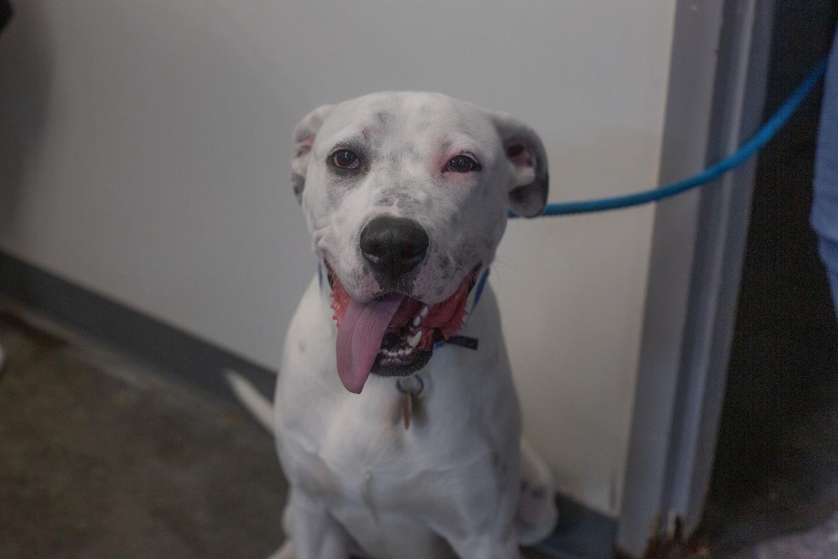 Enlarge Queso, a Adoptable mixed breed in Mountain Home, AR image 1/1