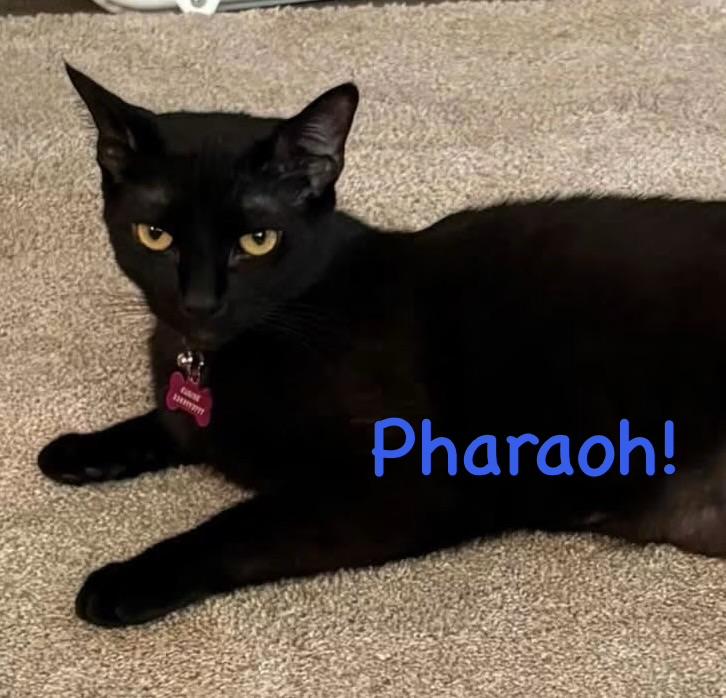 Enlarge Pharaoh, a Adopted mixed breed in Marion, NC image 1/1