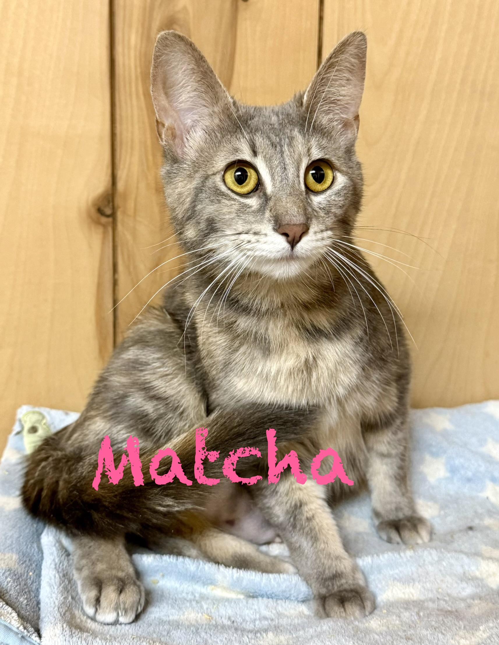 Enlarge Matcha, a ADOPTABLE Domestic Short Hair in Frewsburg, NY image 1/1