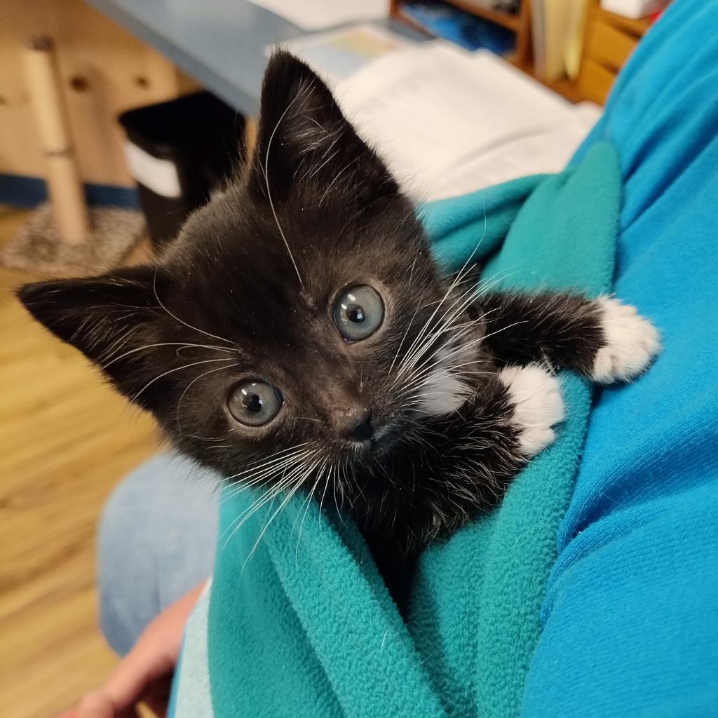 Enlarge Waldo, a Adopted mixed breed in Eastsound, WA image 1/1