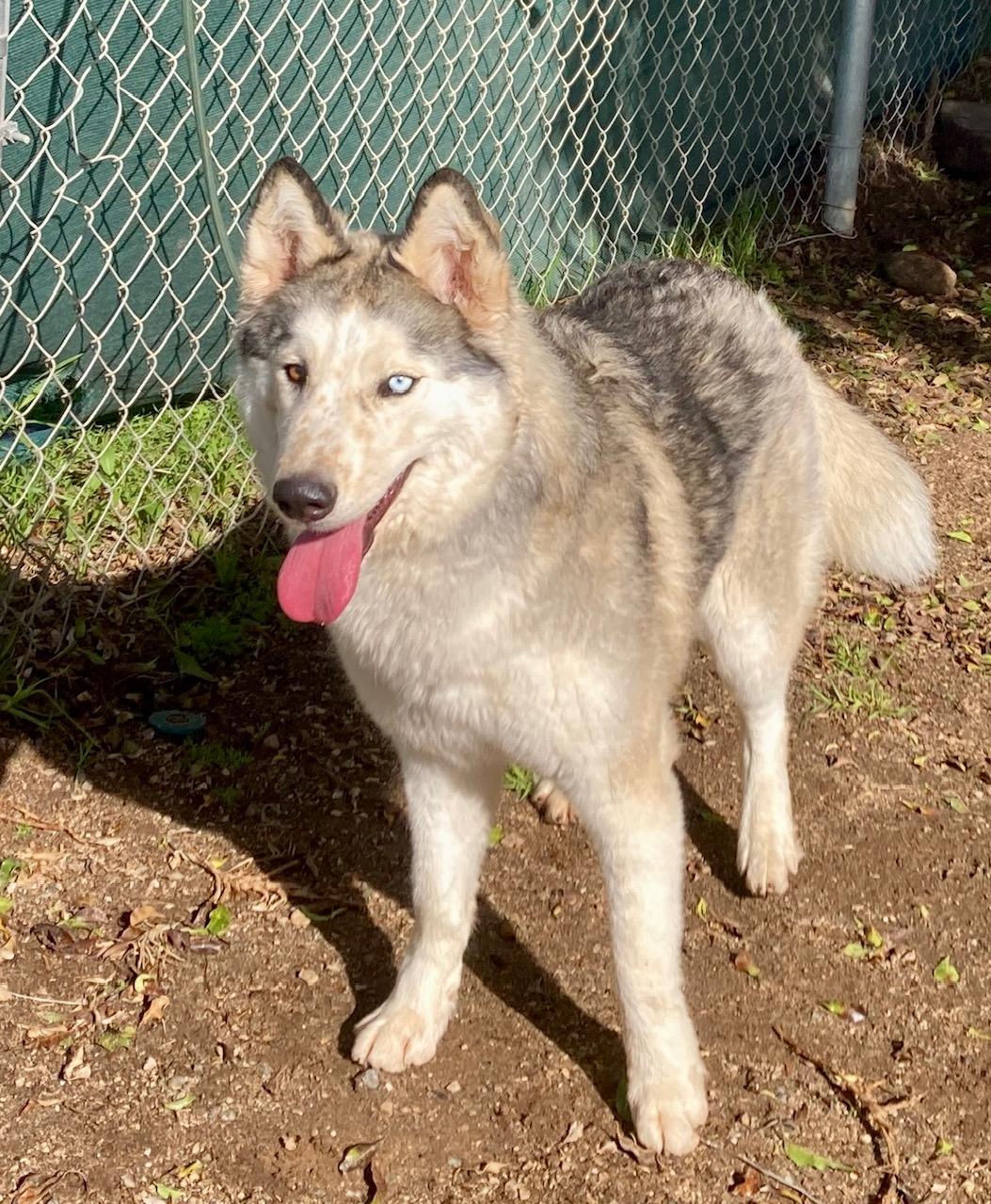Enlarge Lillian, a Adoptable mixed breed in Camp Pendleton, CA image 4/6