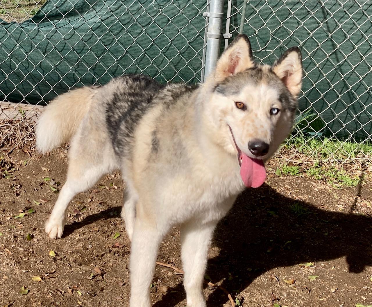 Enlarge Lillian, a Adoptable mixed breed in Camp Pendleton, CA image 3/6