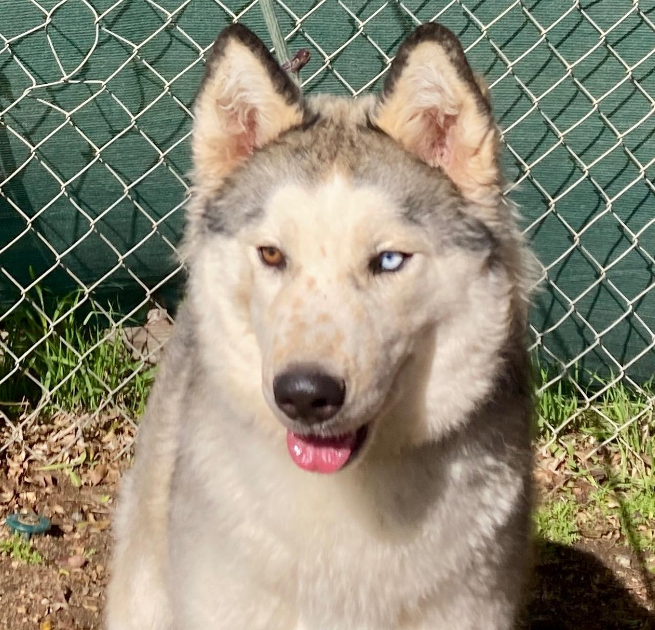 Lillian, Adoptable, Young Female Husky & Australian Cattle Dog / Blue Heeler.