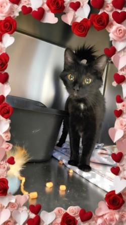 Enlarge Winter, an adopted Domestic Medium Hair in Joshua, TX image 1/1