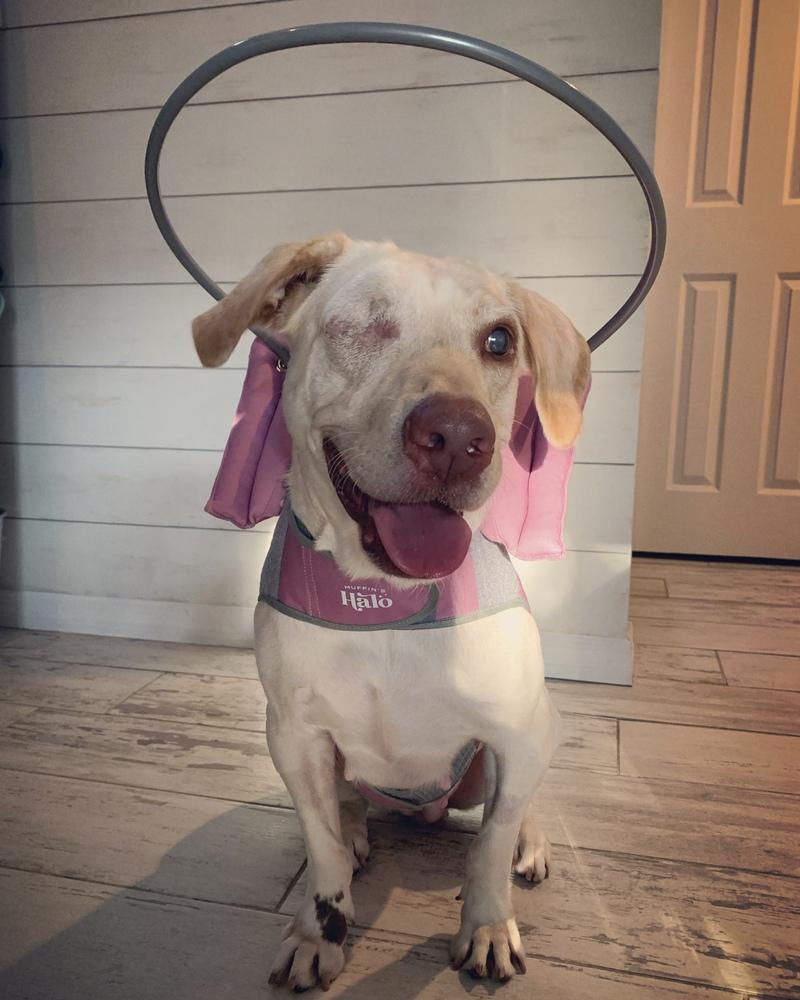 Rain, Adoptable, Young Female Labrador Retriever.