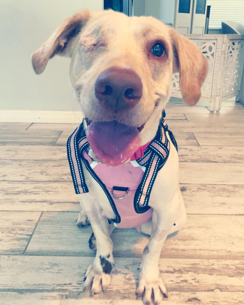 Rain, a Adoptable Labrador Retriever in Melbourne Beach, FL image 2/3