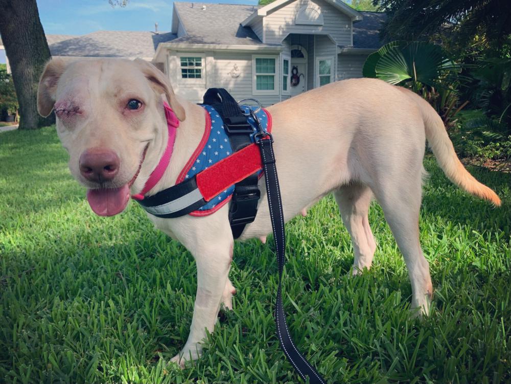 Rain, a Adoptable Labrador Retriever in Melbourne Beach, FL image 3/3