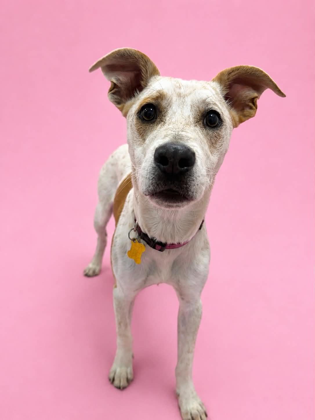 Paityn, Adoptable, Young Female Cattle Dog.