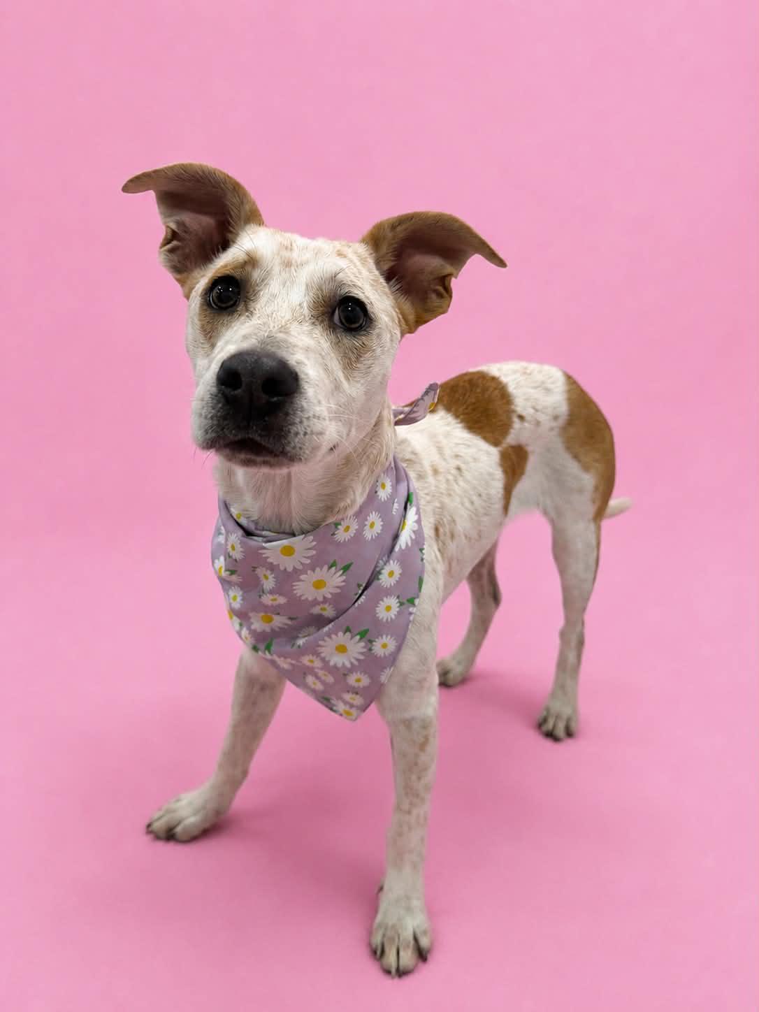 Paityn, a Adoptable Cattle Dog in Salt Lake City, UT image 2/3
