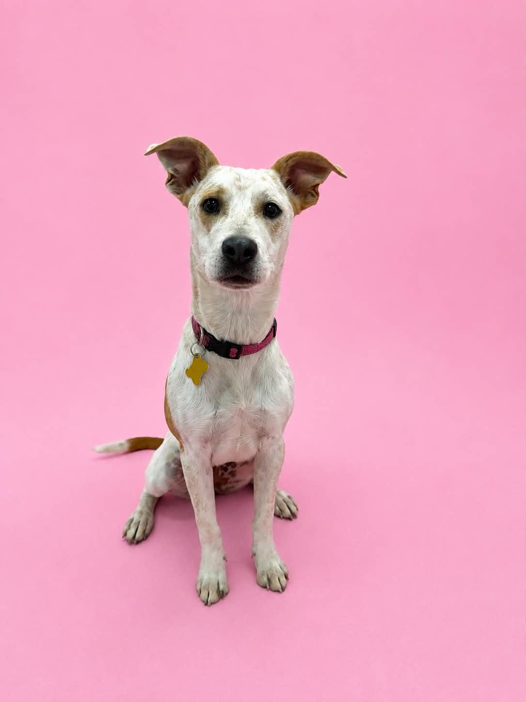 Paityn, a Adoptable Cattle Dog in Salt Lake City, UT image 3/3